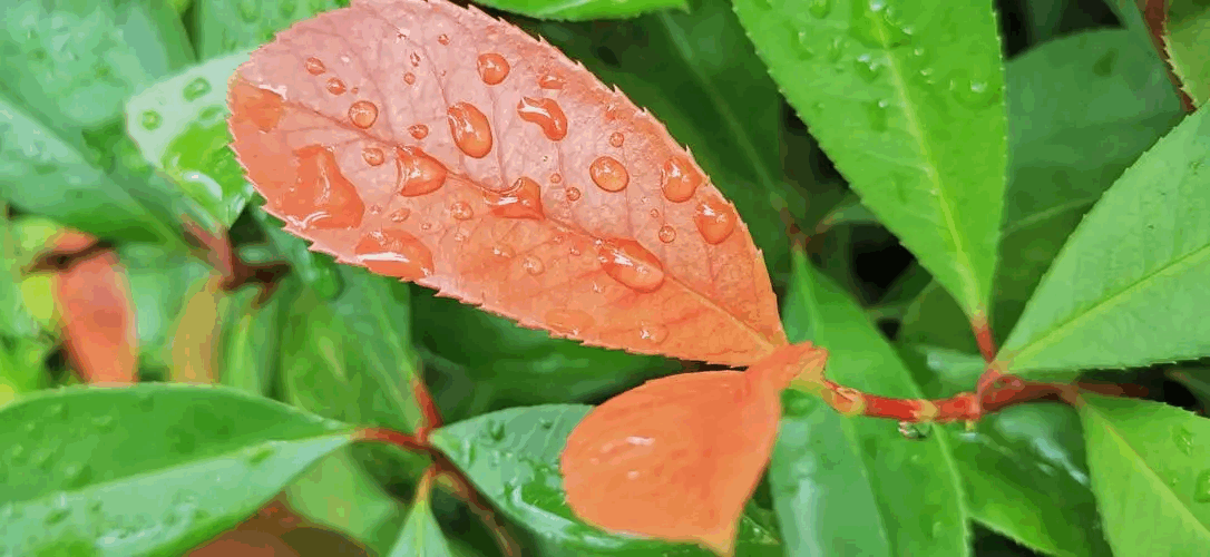 3月冷空气活动频繁 清远市或将出现阶段性低温阴雨和倒春寒天气