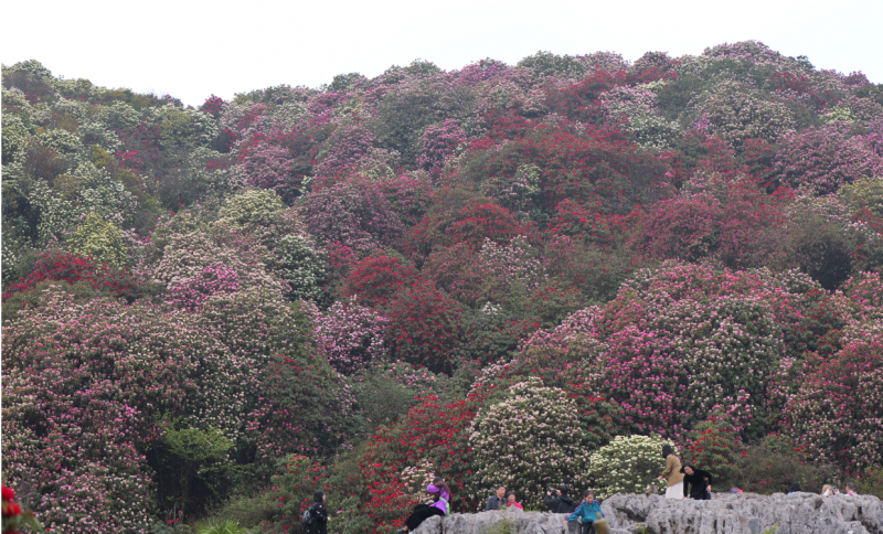 未来两天贵州省中东部局地有暴雨，毕节今明两天将出现强对流天气