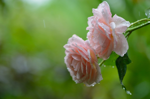 端午期间华南江南大到暴雨凶猛，今天两广云南有大暴雨