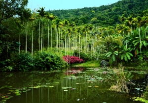 三亚呀诺达热带雨林旅游攻略，呀诺达热带雨林景点介绍