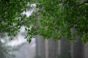 山东淄博济南等地明天有大到暴雨+雷电+冰雹，未来三天多地雨水频繁