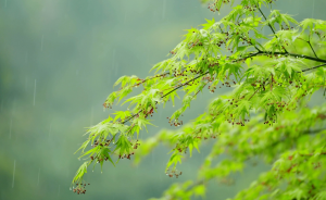 云南多地今天阵雨明显，丽江邵通曲靖3市雨势较强有大到暴雨