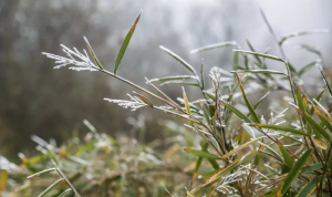 黑龙江今晚至明天多地雨雪明显，哈尔滨东部等地有中雪